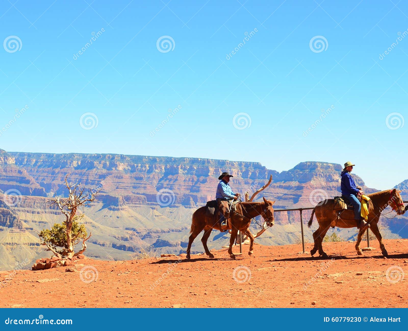 Horseback riding editorial image. Image of horses, desert 60779230