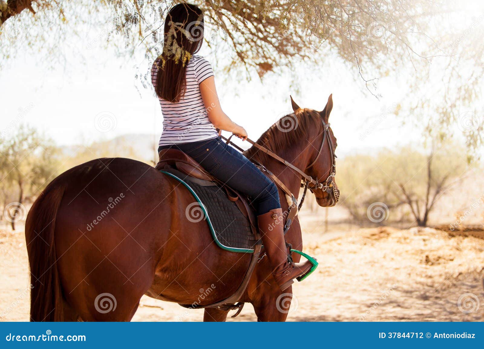 Riding Horse Pov Stock Photos - Free & Royalty-Free Stock Photos from