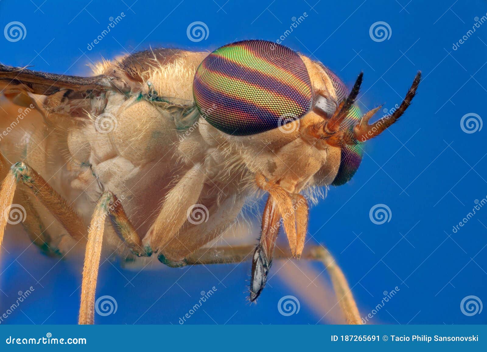 horsefly in blue background