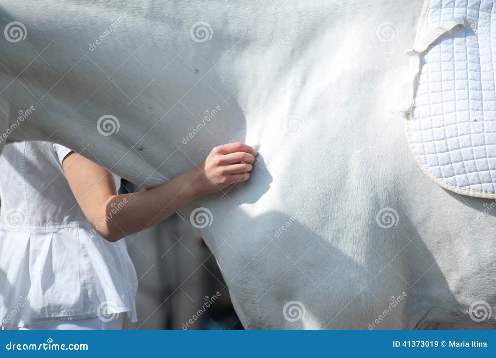 Horsemanship. White horse in white equipement and child hand