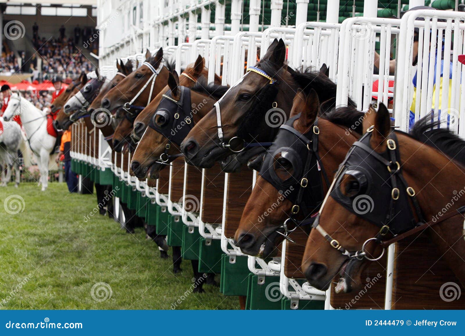 Horserace Start Gate Stock Image Image Of Heads Action