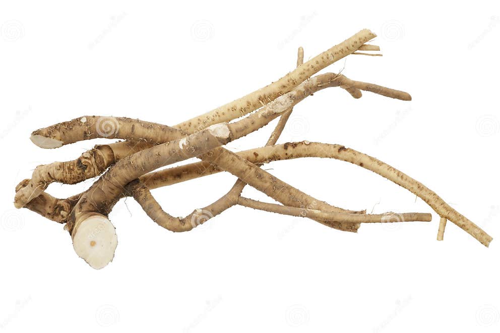 Horseradish stock photo. Image of alternative, fresh 25289066