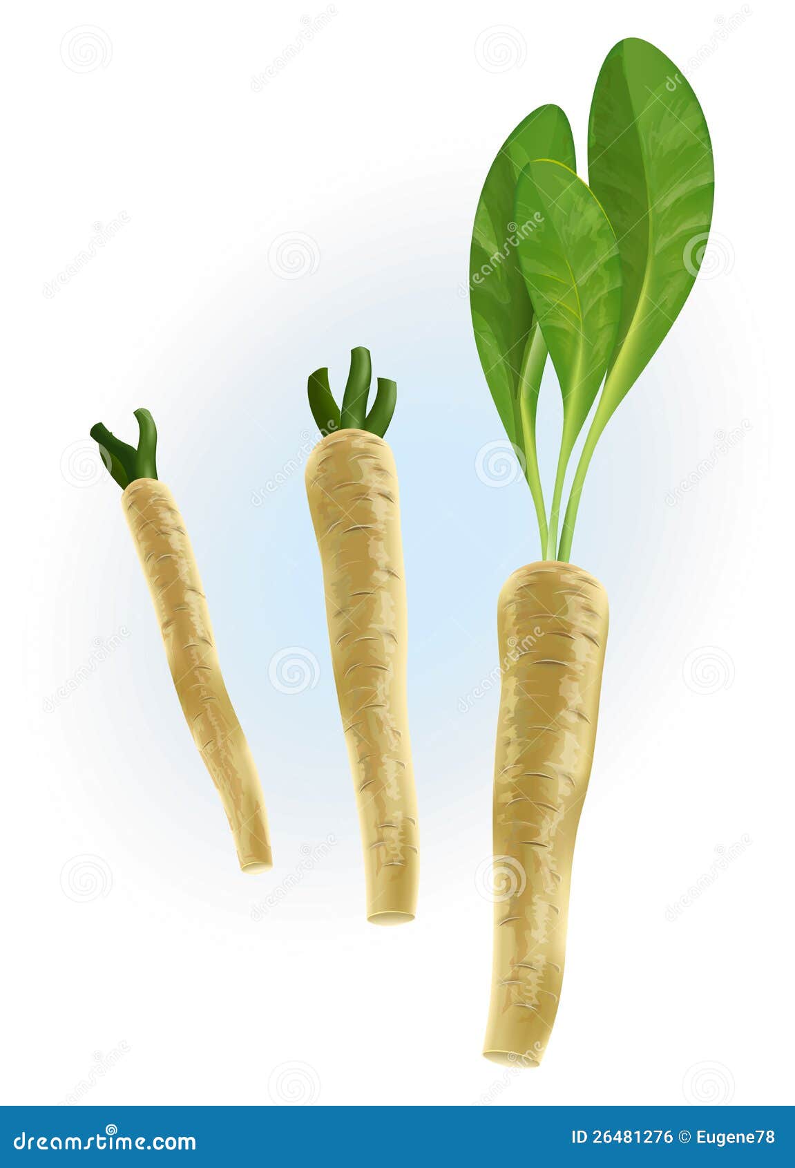 Horseradish Royalty Free Stock Image - Image: 26481276