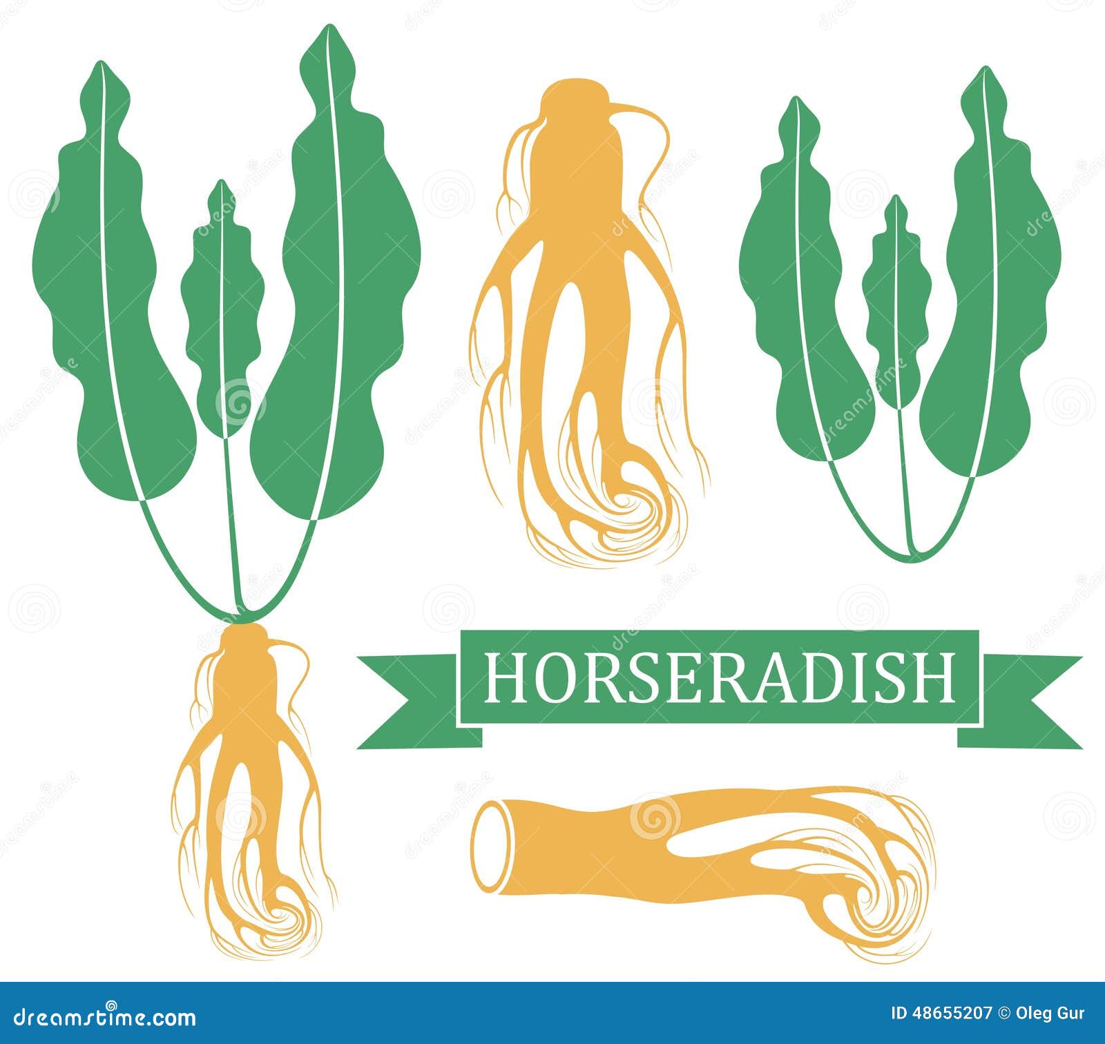 Horseradish ilustração do vetor. Ilustração de verde 48655207