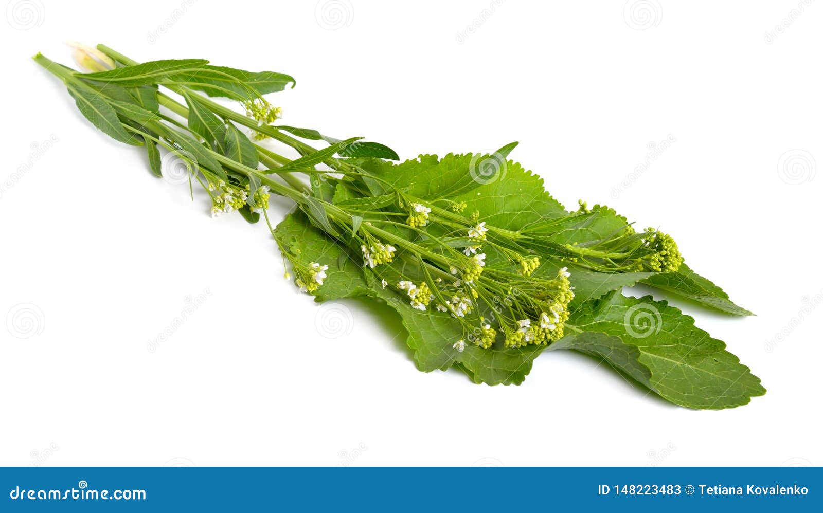 Horseradish, Armoracia Rusticana, Cochlearia Armoracia. Isolated on