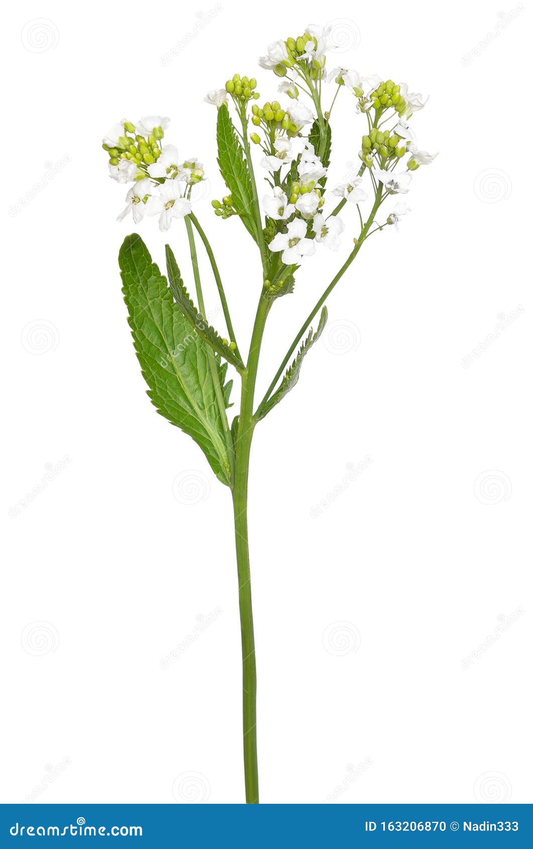 Horseradish Armoracia Rusticana Flower Stock Photo Image of