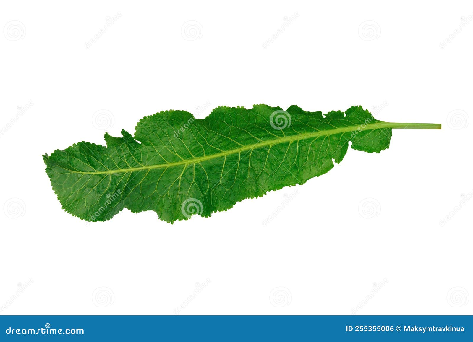 Horseradish Leaf on White Background. Large Green Leaf Stock Photo
