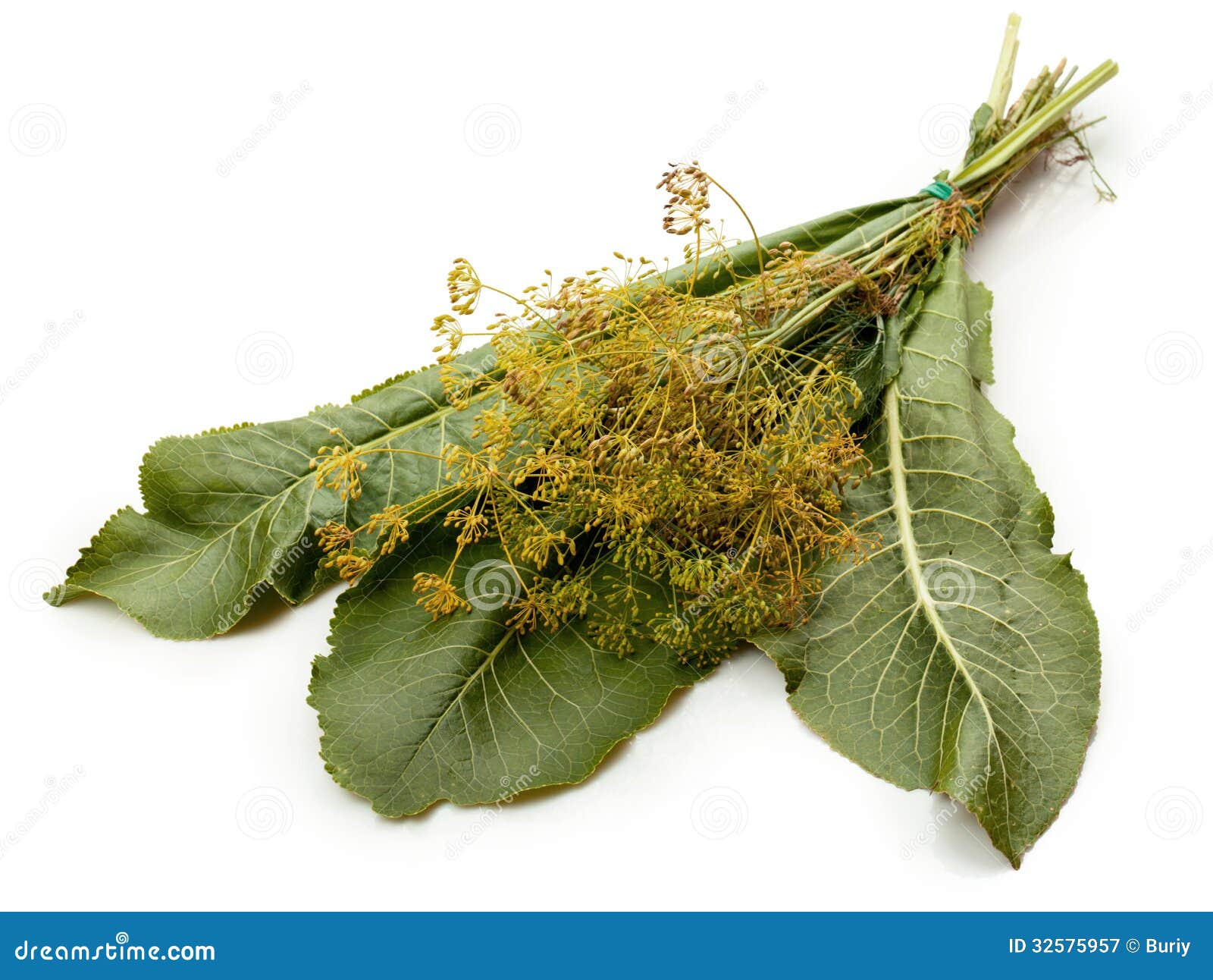 Horseradish stock image. Image of environment, herb, horseradish - 32575957