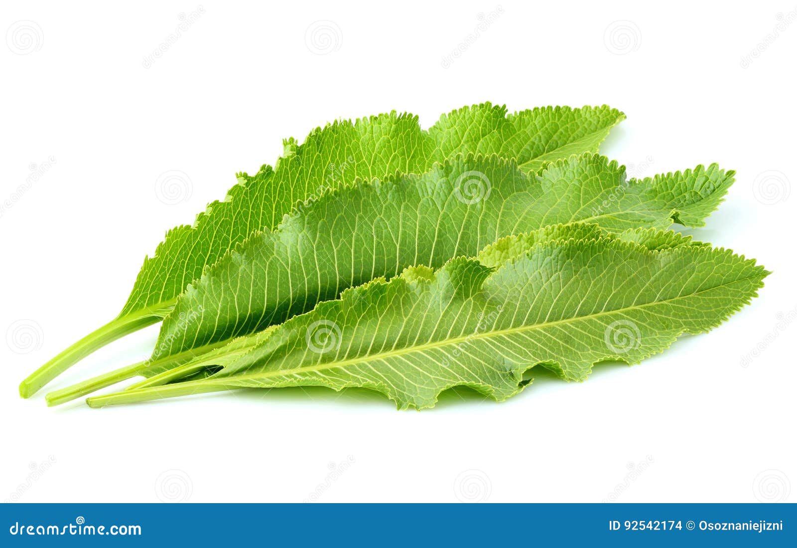 Horseradish Leaves Isolated. Stock Photo Image of clouseup