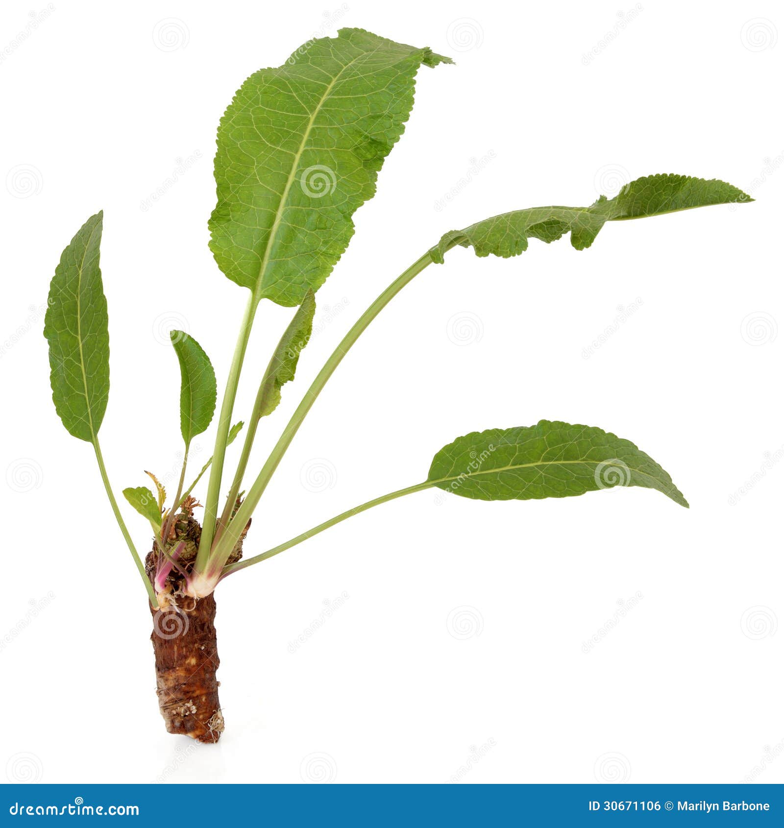 Horseradish Plant stock photo. Image of wasabi, organic 30671106