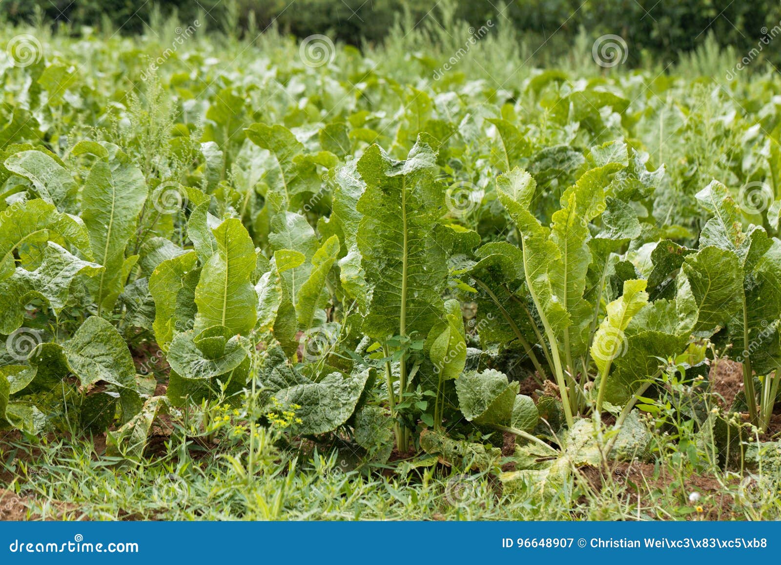 Horseradish Plants, Armoracia Rusticana Stock Image Image of wasabi