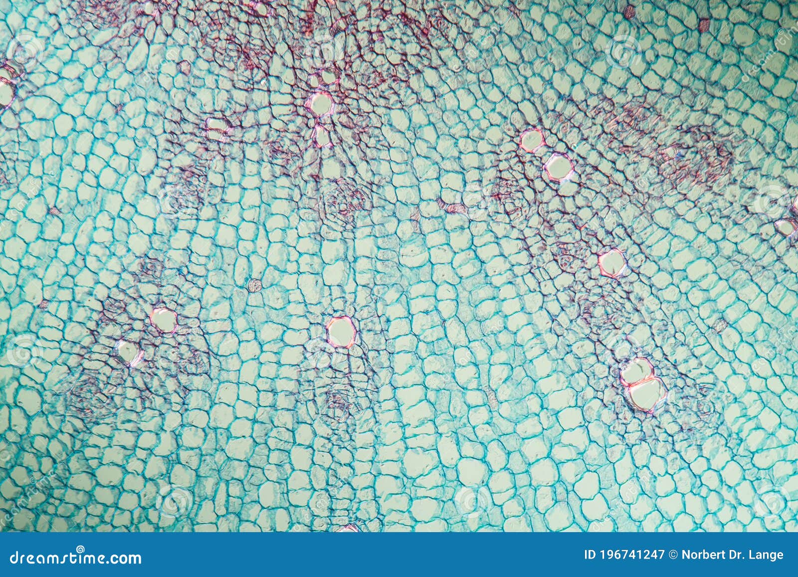 Horseradish with root stock image. Image of cruciferous 196741247