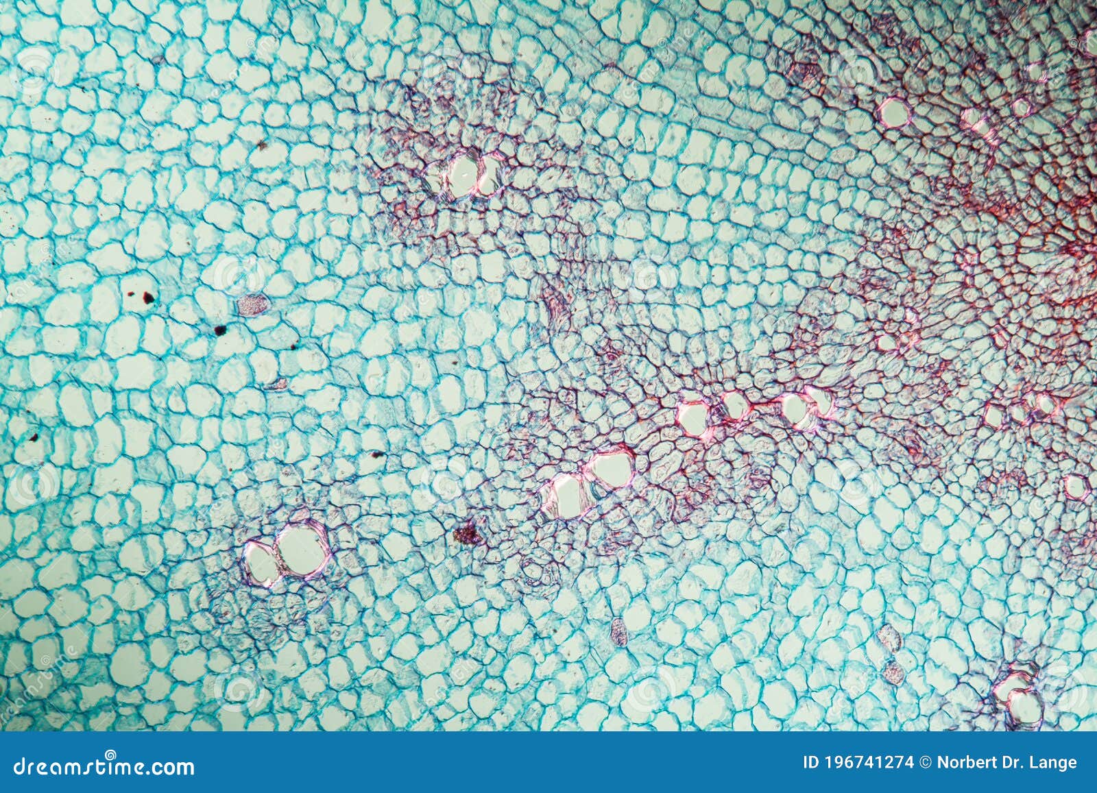 Horseradish with root stock photo. Image of small, research 196741274
