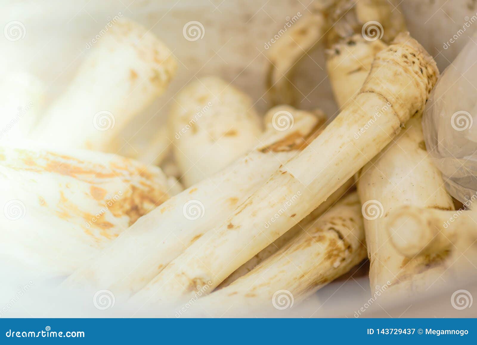 Horseradish Roots Close Up. Root Vegetable Macro Stock Image Image of
