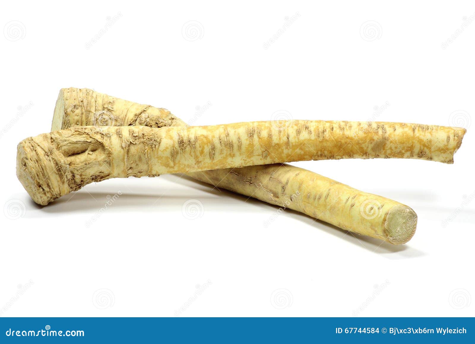 Horseradish stock photo. Image of maturity, fresh, aromatic 67744584