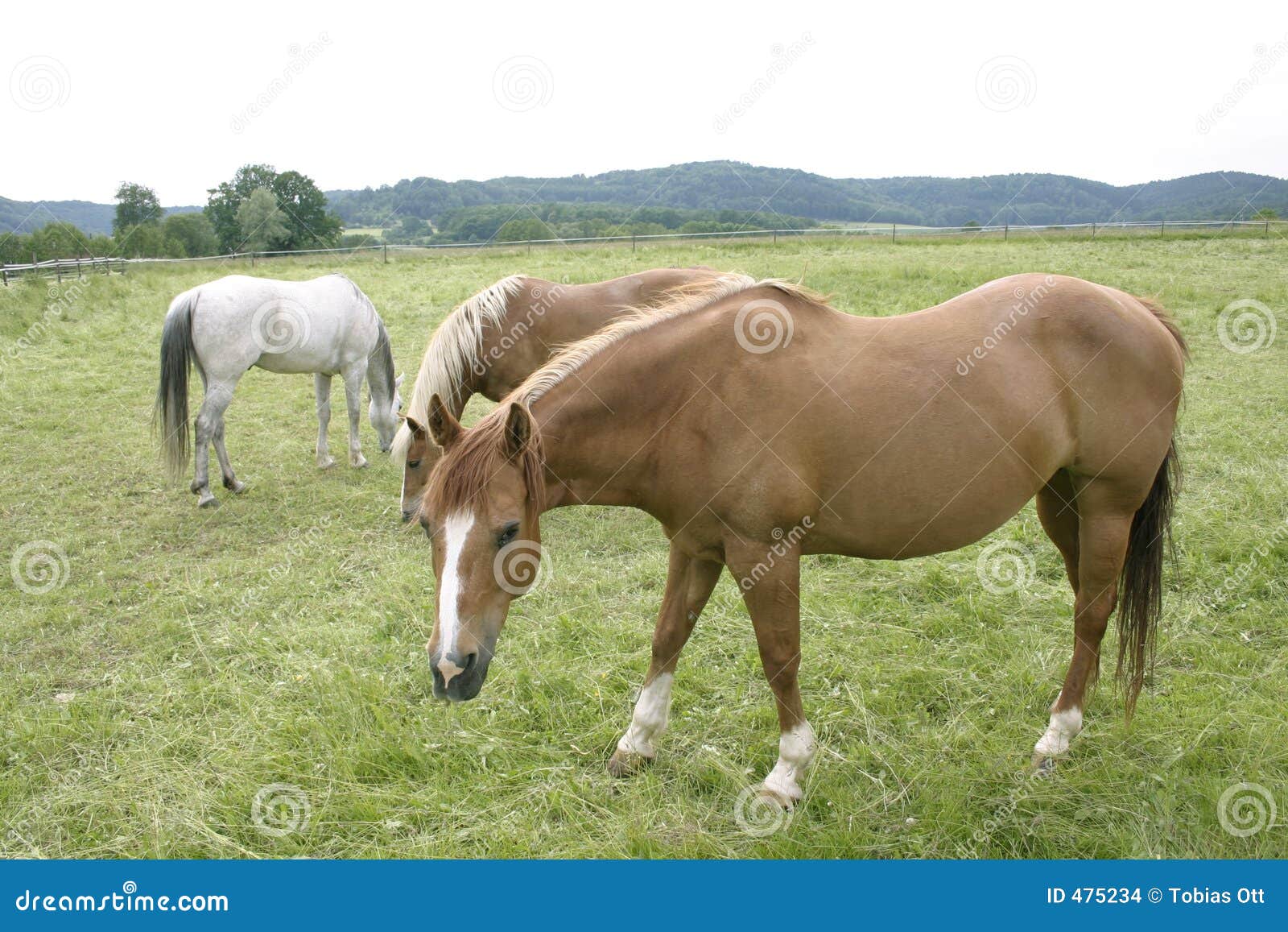 horses