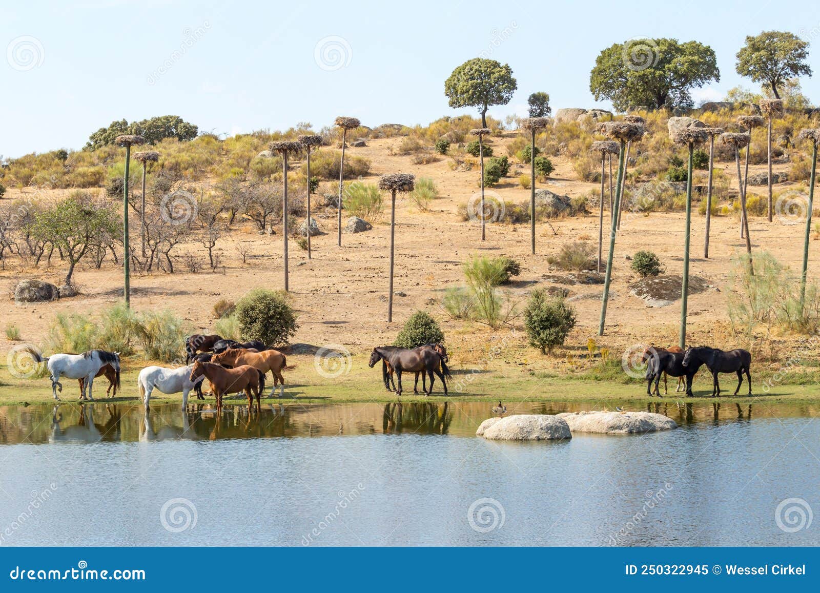 horses along lake in spanish los barruecos natural park