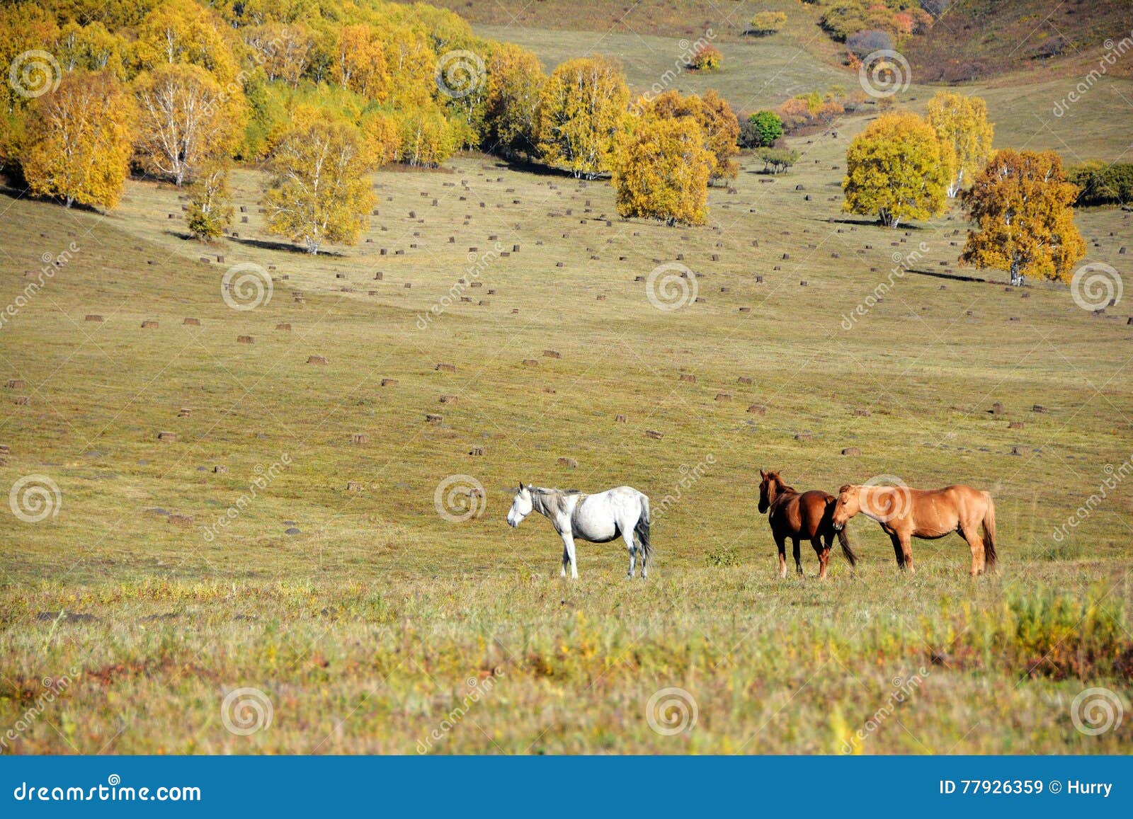 Horses in autumn prairie stock image. Image of cattle 77926359