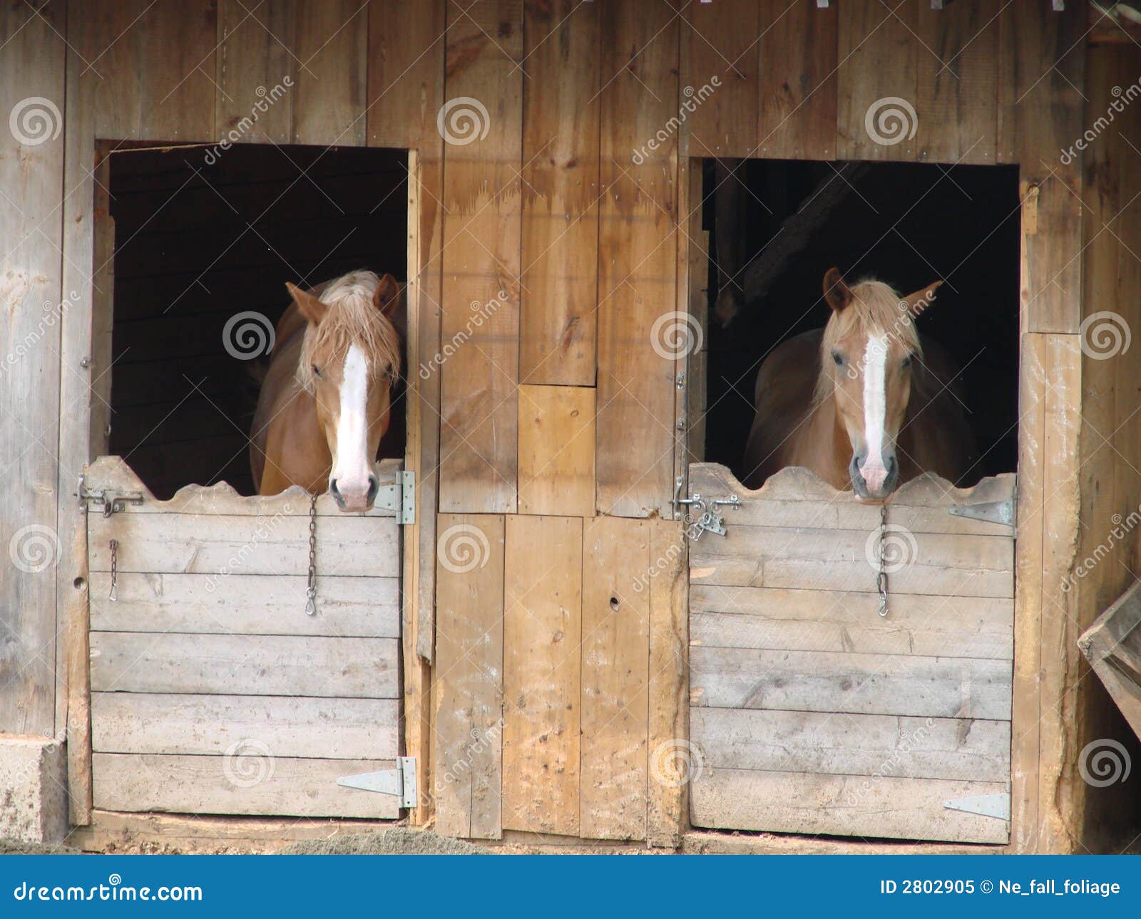 Horses in Barn stock image. Image of livestock, mammals 2802905