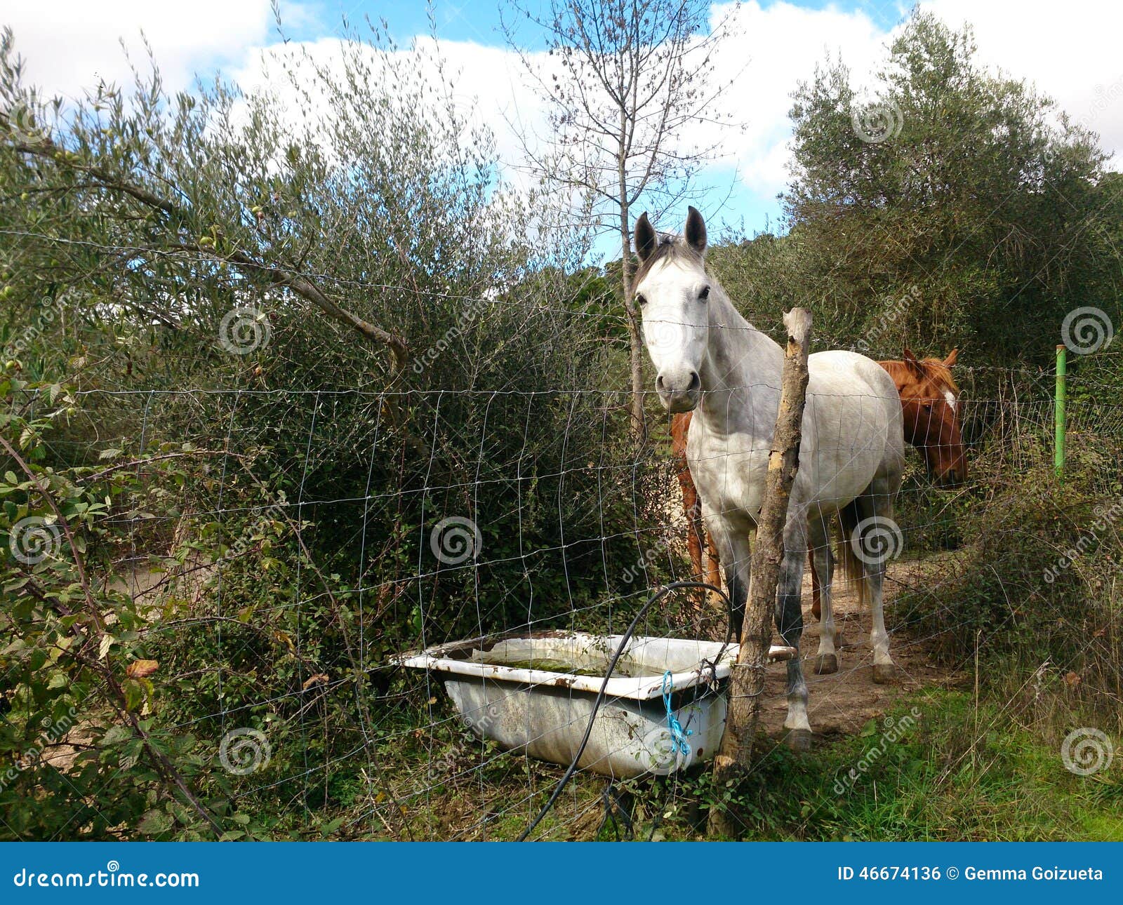 Horses with bathtub stock photo. Image of beauty, brown 46674136