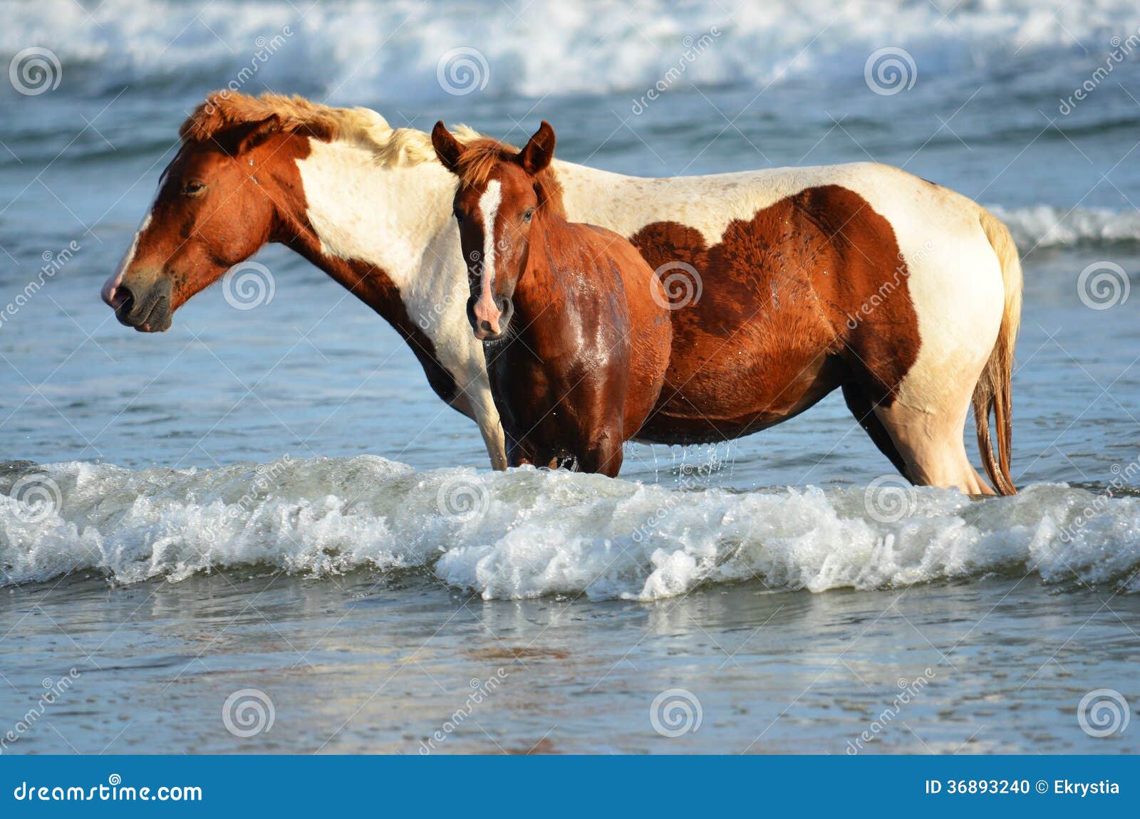 horses at the beach, playa el espino