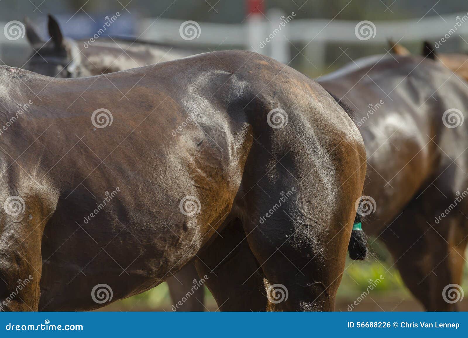 horses bodies