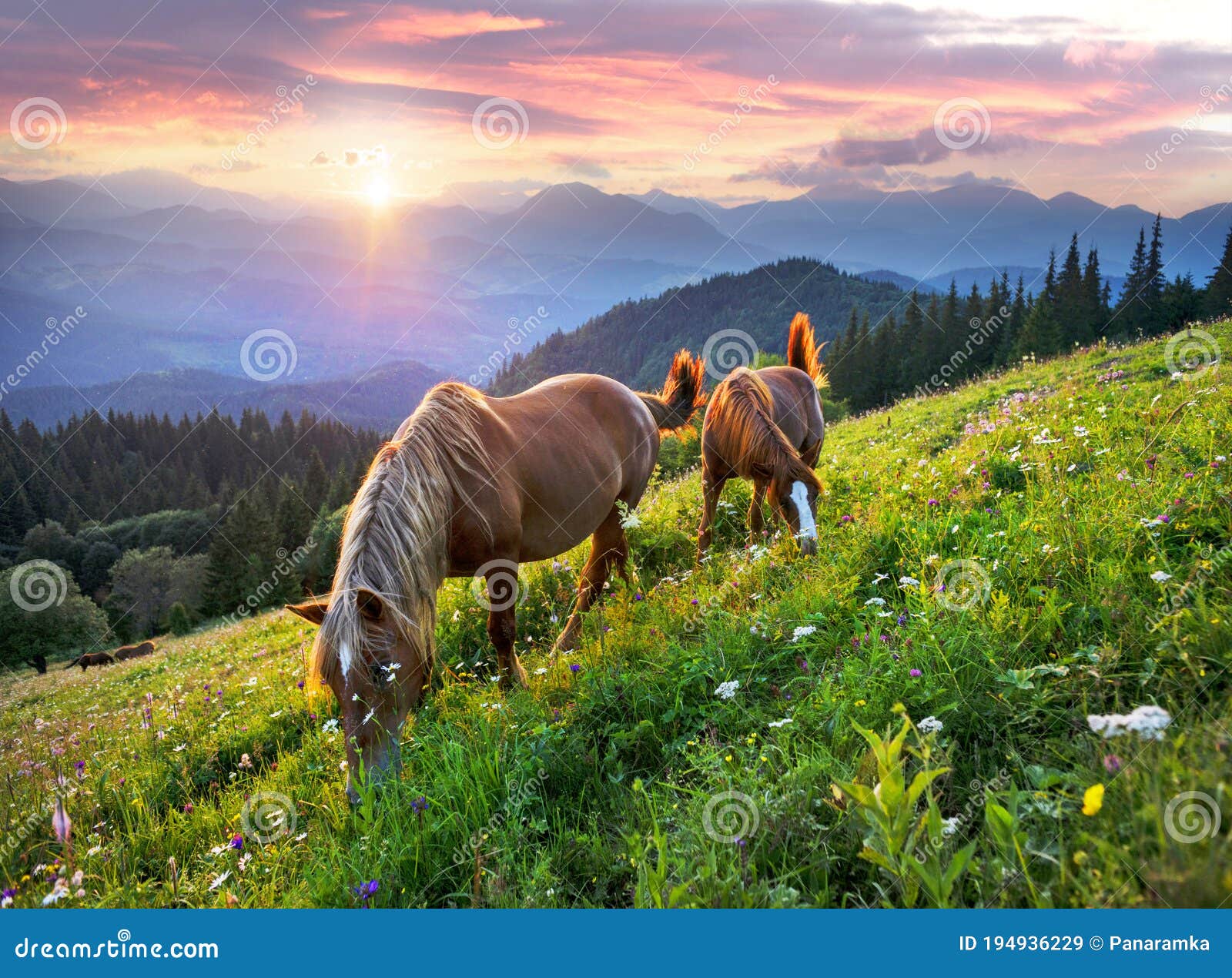 horses in the carpathians