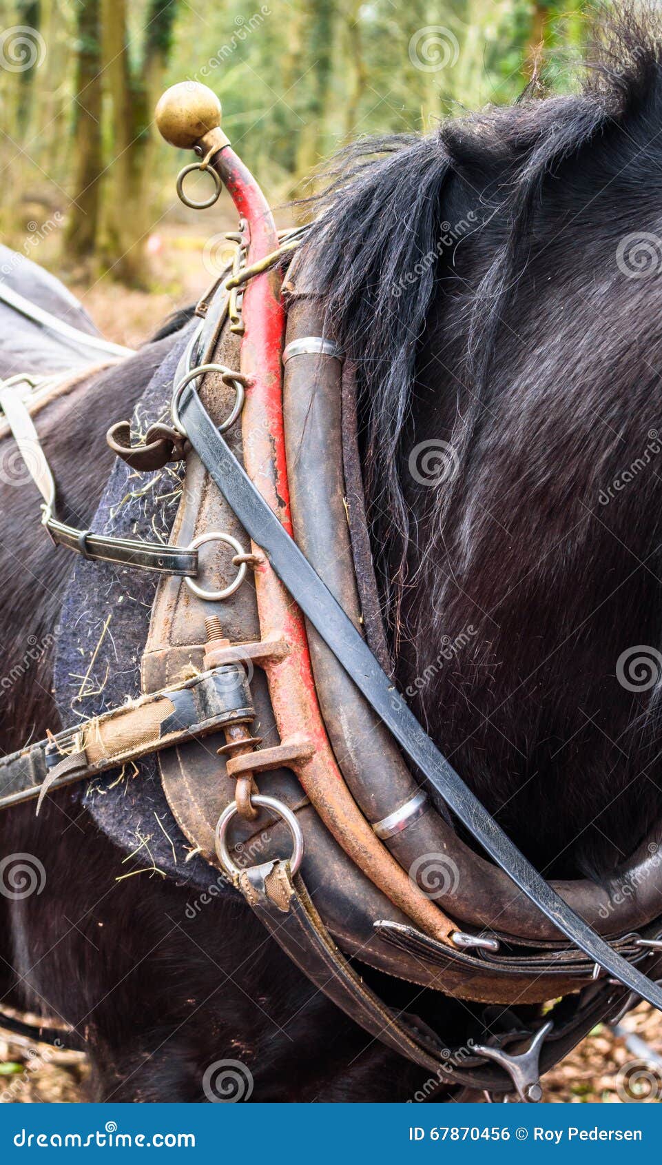 Horses Collar stock photo. Image of landscape, natural 67870456