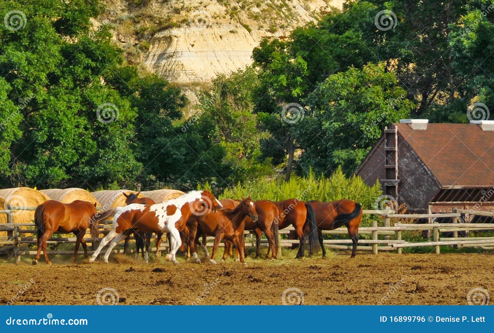 Horses In Corral Royalty Free Stock Image Image 16899796