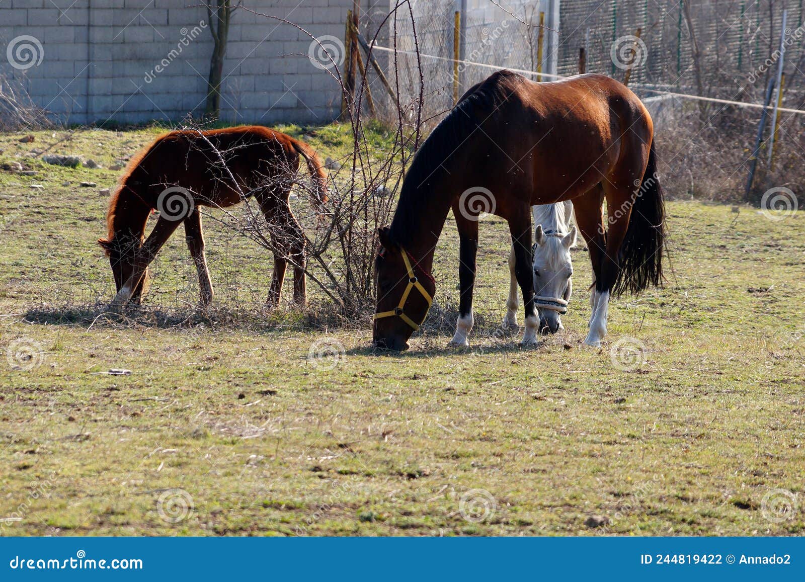 Horses in a Corral Nibbling Grass on a Sunny Day Stock Photo Image of horse, fauna 244819422