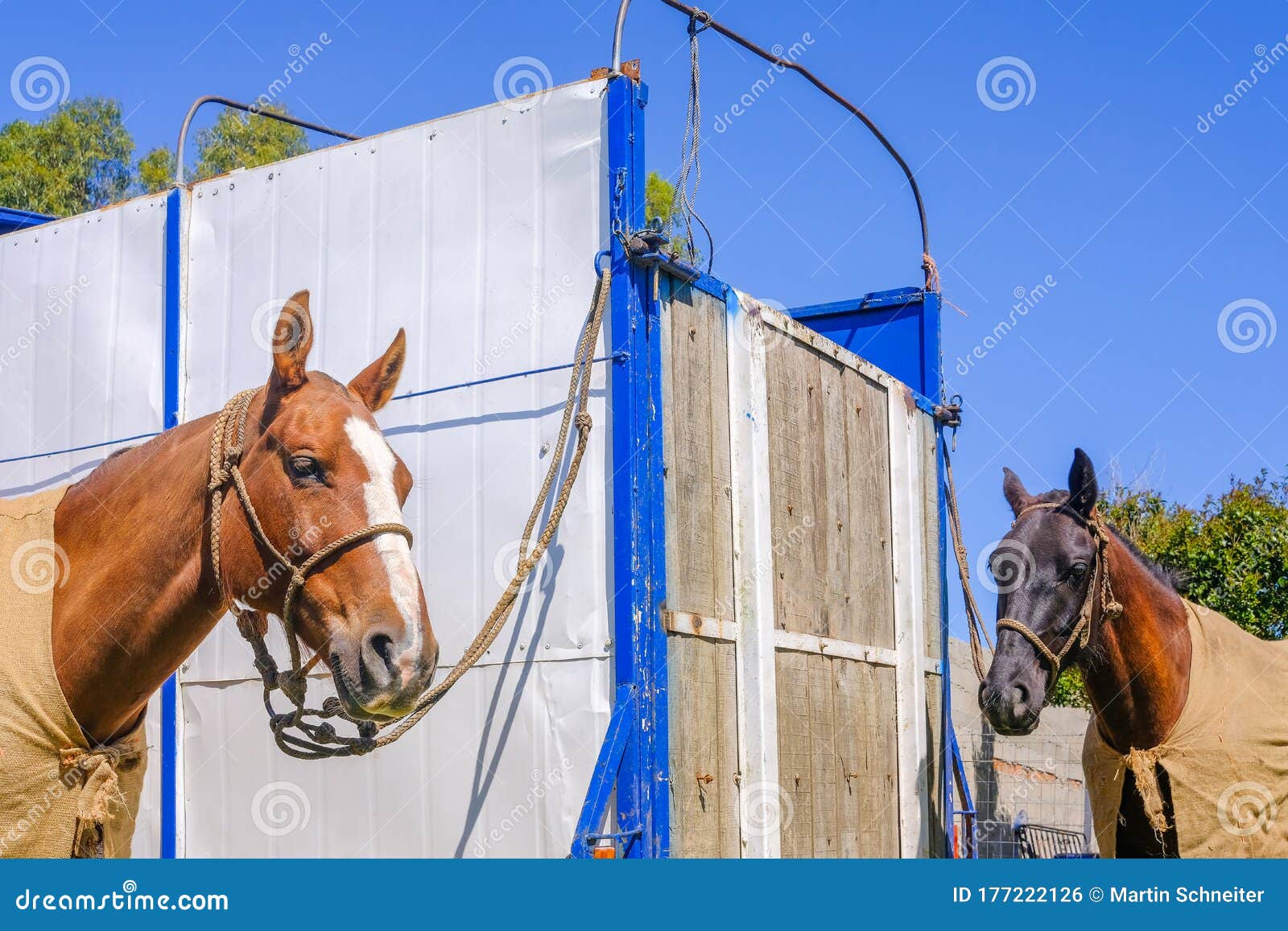horses at a criolla festival in caminos, canelones, uruguay, south america