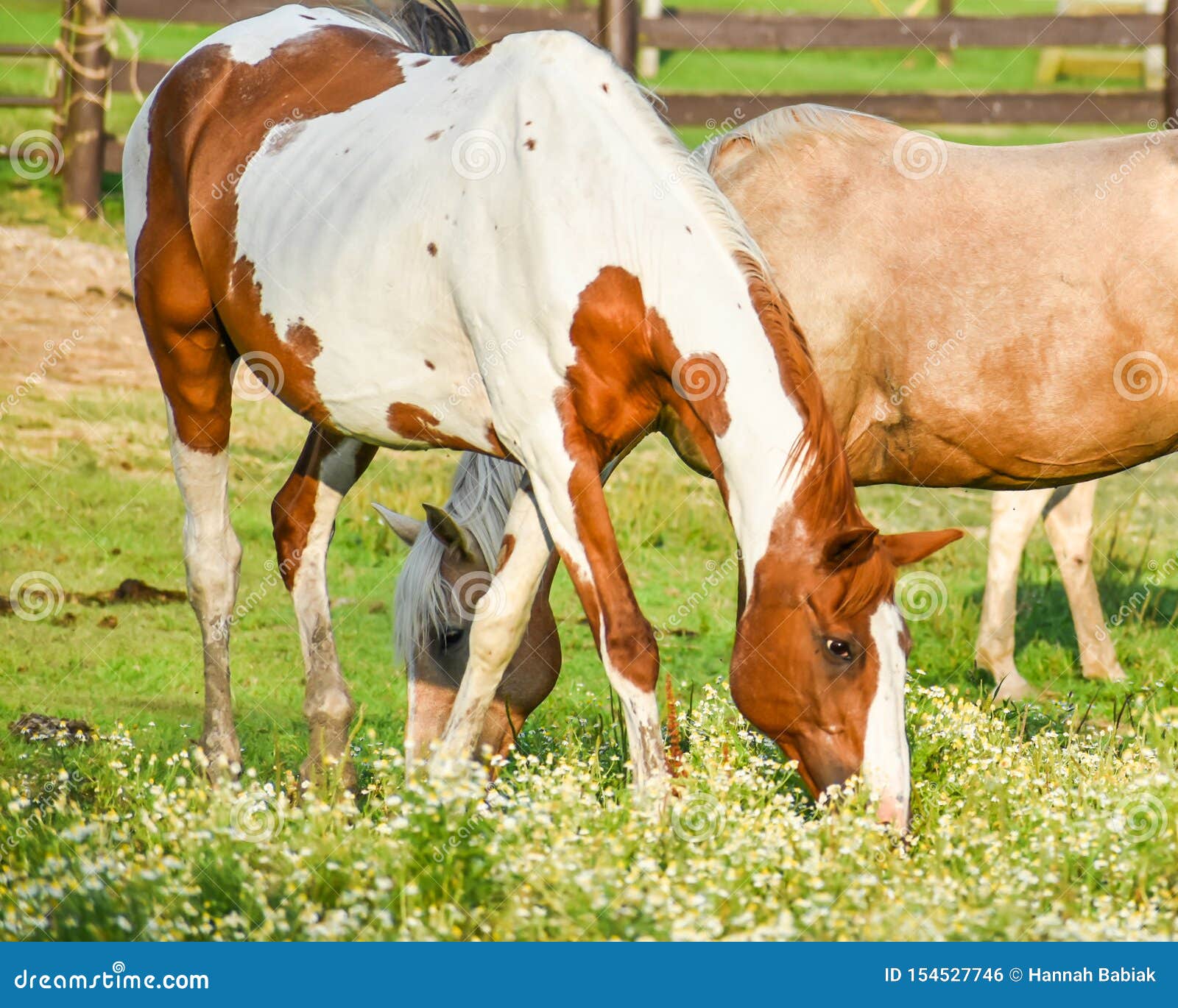 horses at dan patch stables