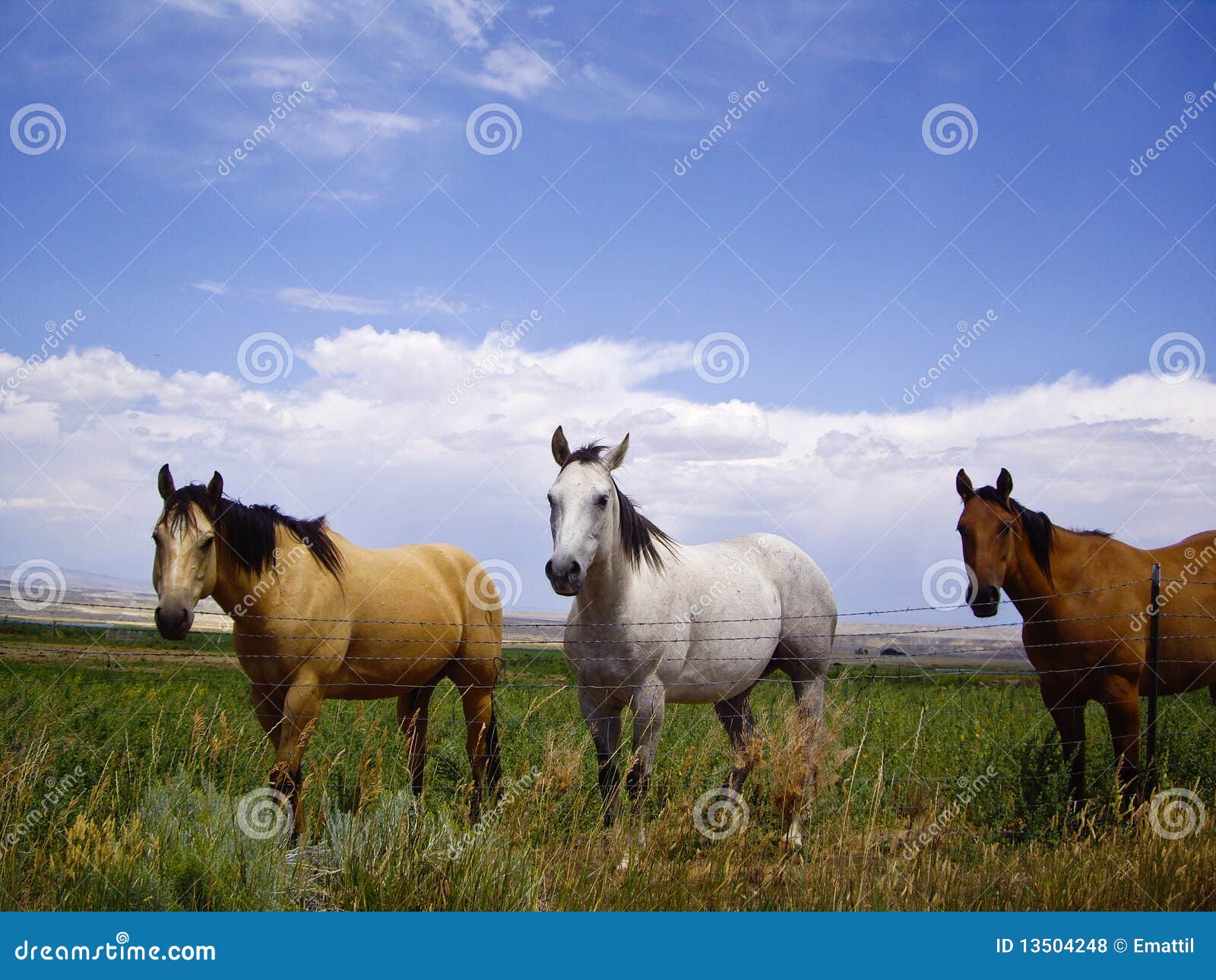 Horses of a Different Color Stock Photo - Image of wire, grass: 13504248