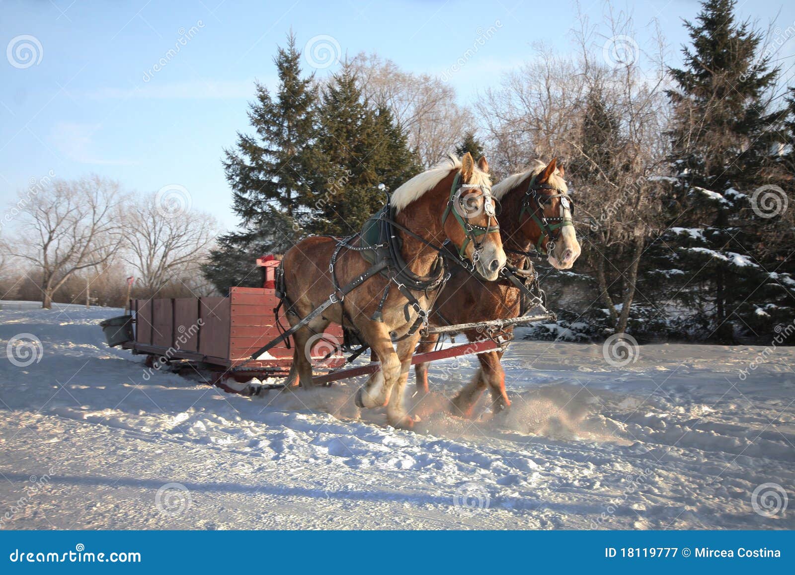 Horses-Drawn Sleigh in Winter Stock Image - Image of mirceax, horse ...