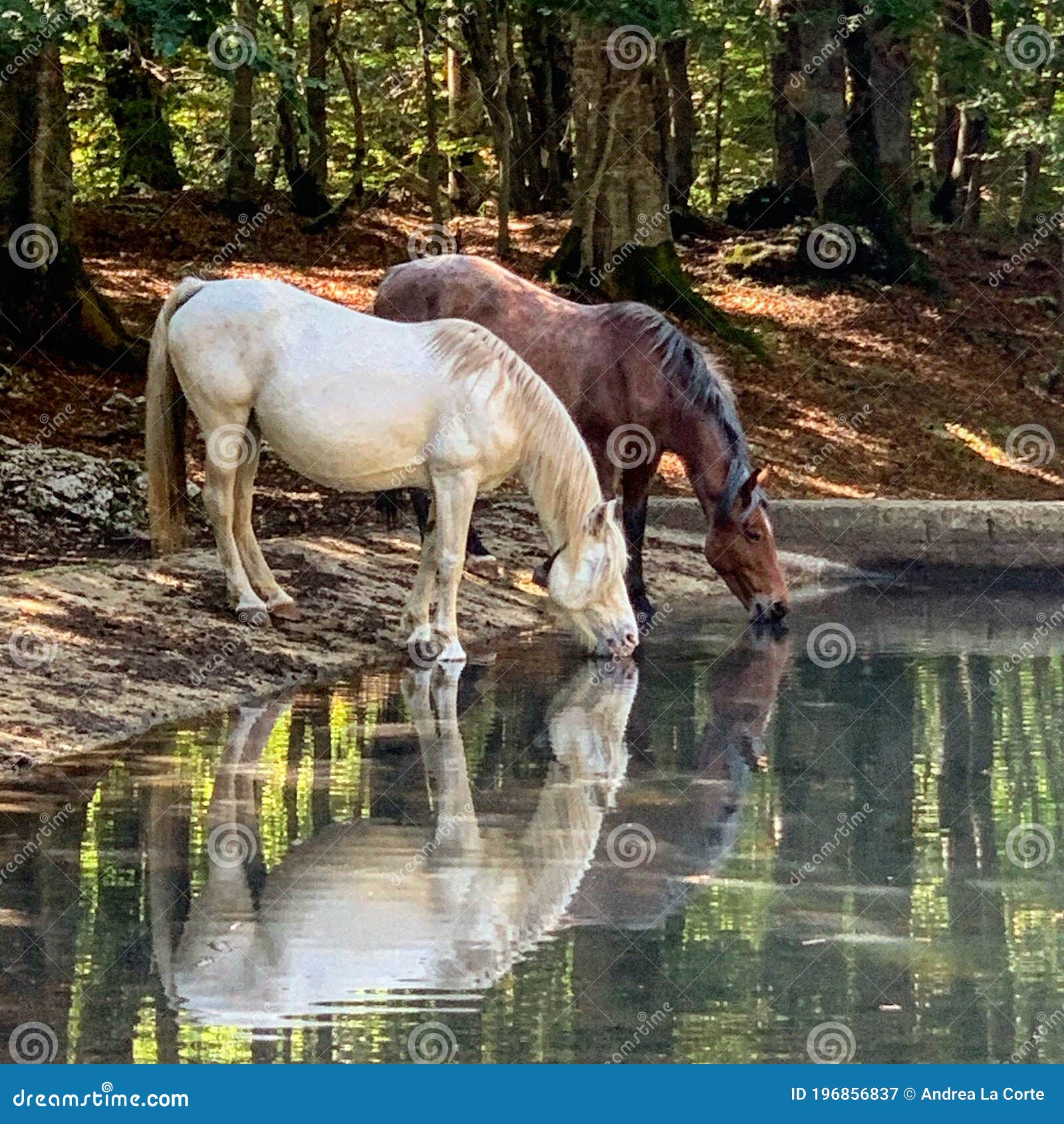 Collection 30+ Pictures drink water from the spring where horses drink Superb Collection 30+ Pictures drink water from the spring where horses drink Superb