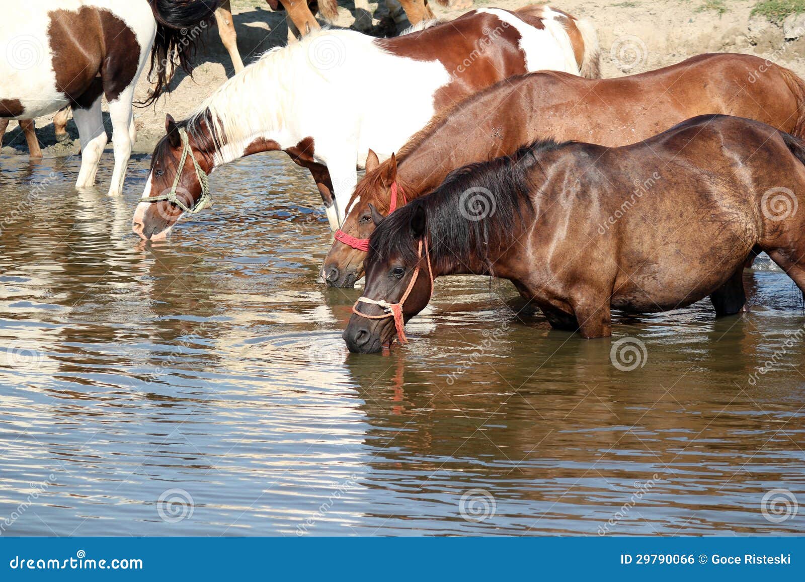 Horses Drink Water Royalty Free Stock Image Image 29790066