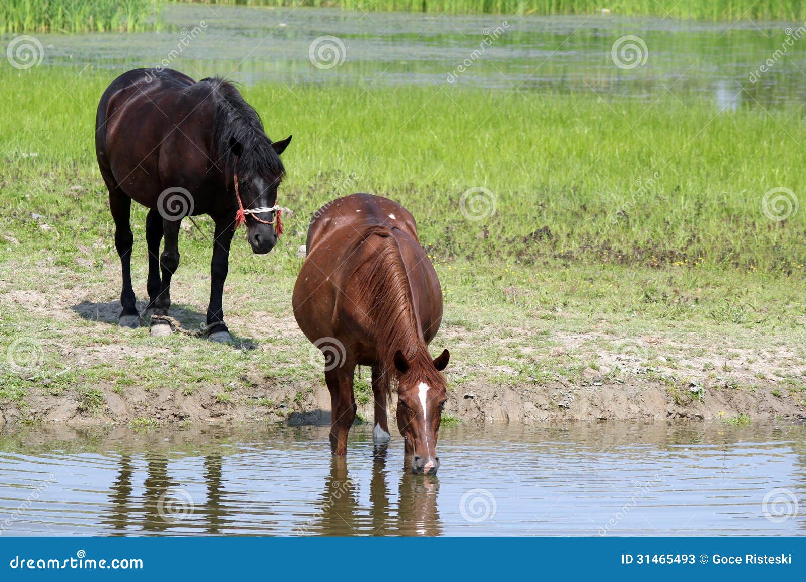Horses drink water stock image. Image of pond, outdoor 31465493