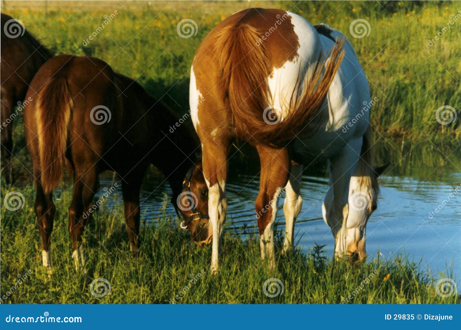 horses drinking at pond