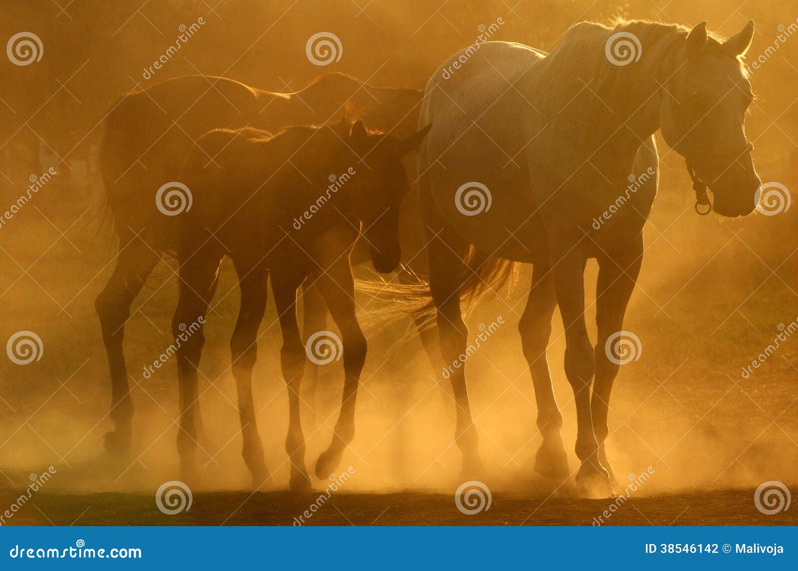 Horses in dust stock photo. Image of outdoors, gaucho 38546142