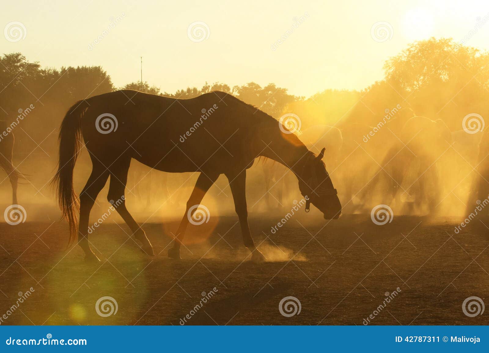 Horses in dust stock image. Image of horses, cowboy, sagebrush 42787311