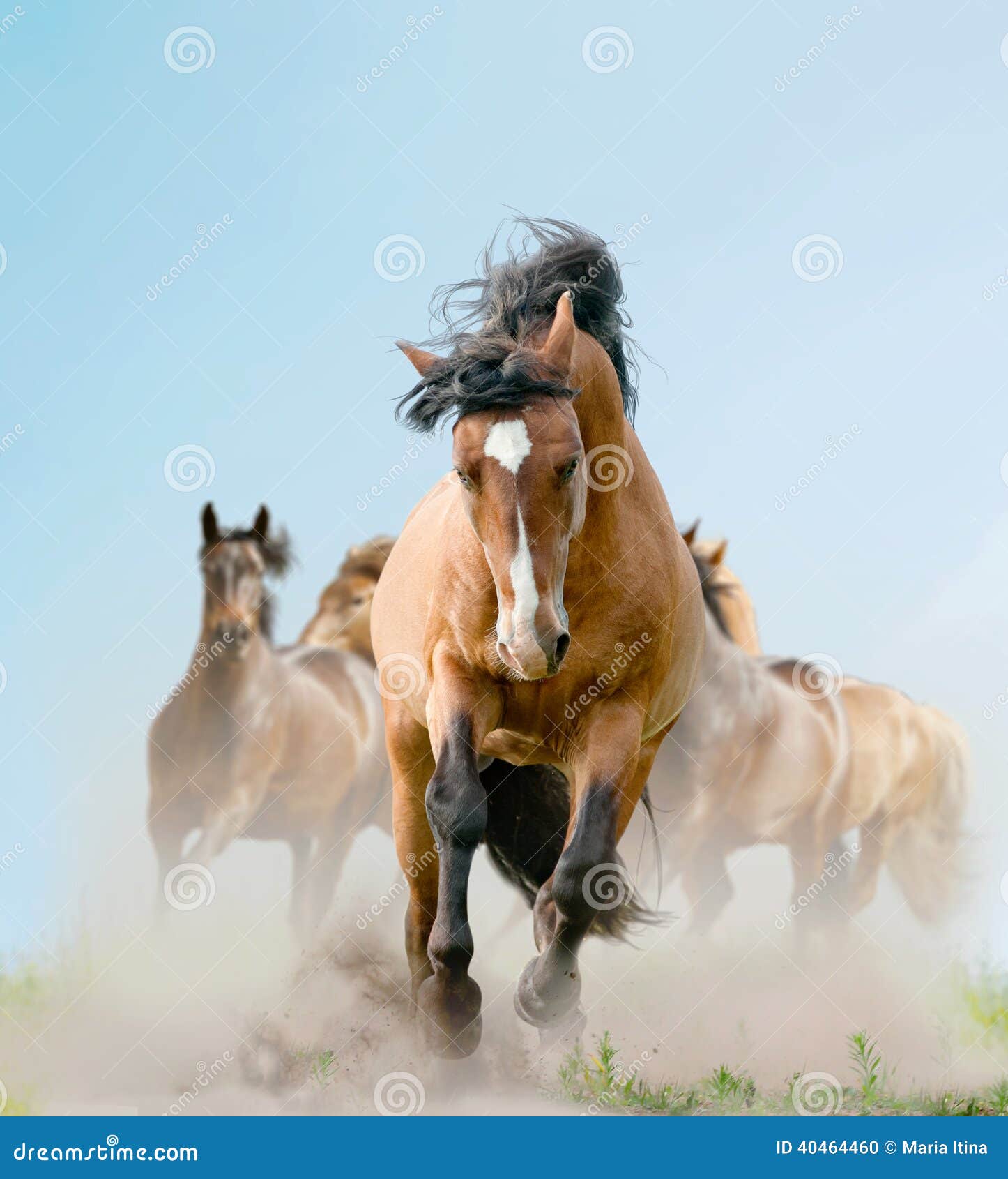 Horses In Dust Stock Photo Image 40464460