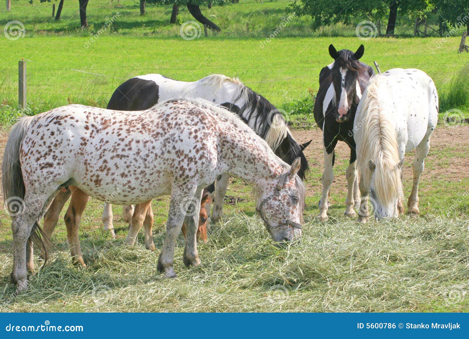 Horses eat hay stock photo. Image of breed, farm, ranch 5600786