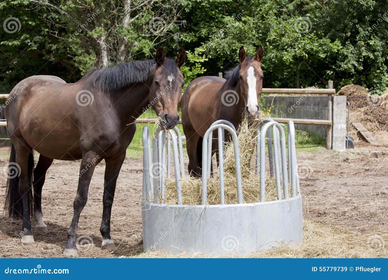 Horses eat hay stock image. Image of feed, haycock, farm 55779739