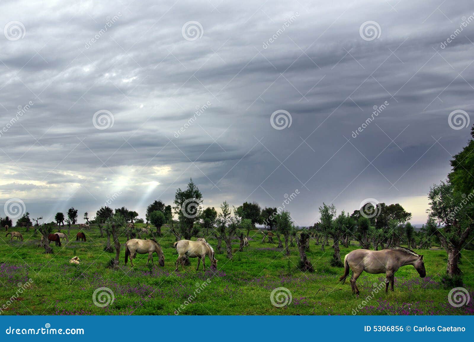 Horses Eating Hay From Feeding Crib RoyaltyFree Stock Image