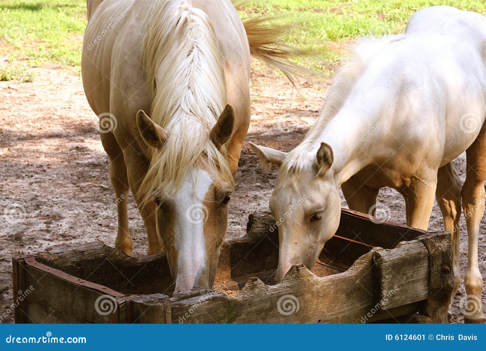 Horses eating stock image. Image of farm, animals, grey 6124601