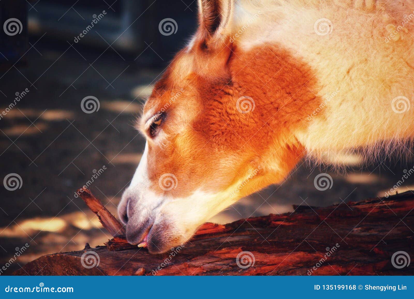 Horse stock photo. Image of paddock, eating, horses 135199168