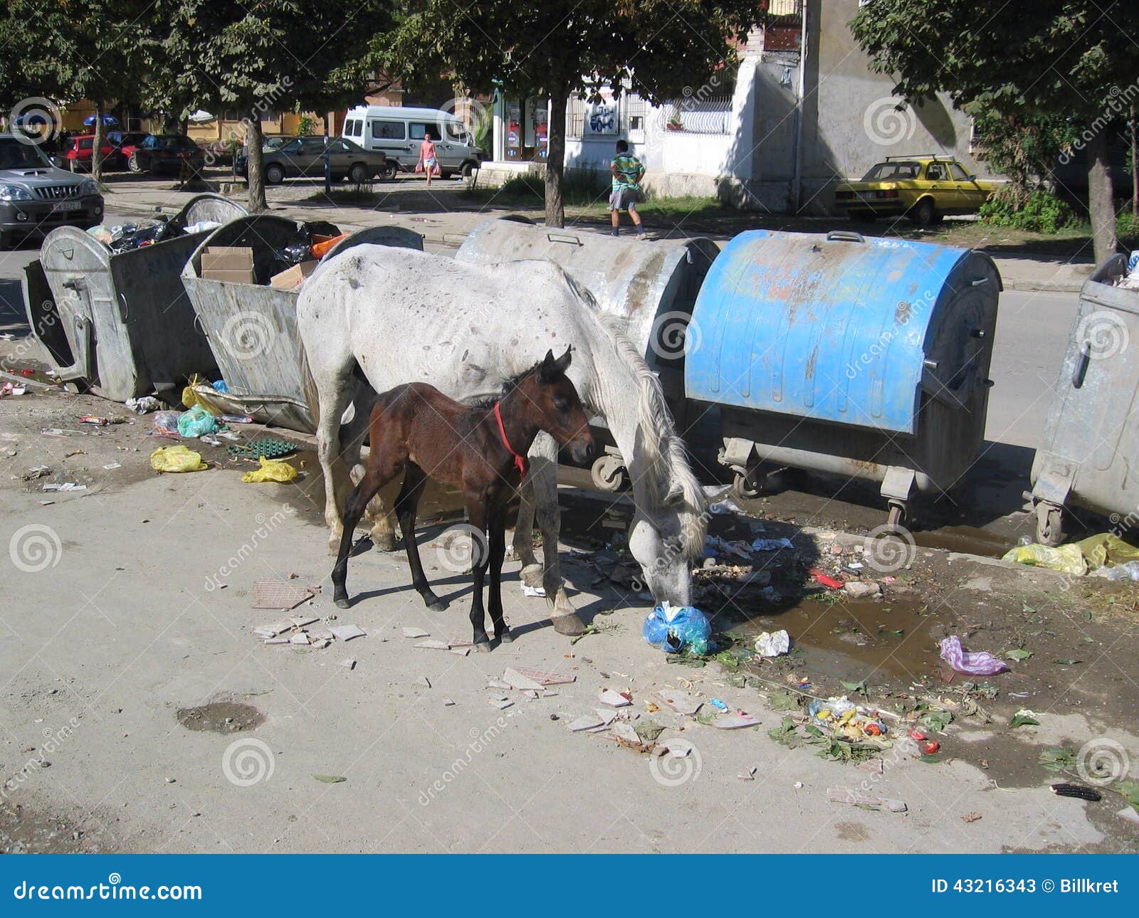 Horses eating garbage editorial stock photo. Image of garbage 43216343