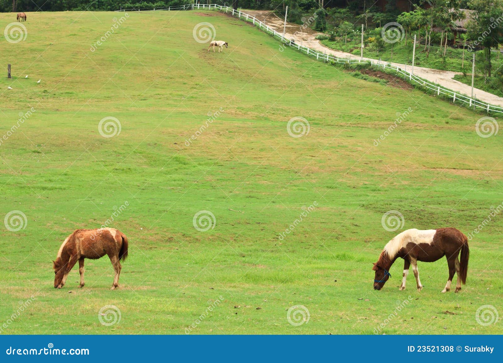 Horses Eating Grass in Farm Stock Photo Image of pasture, grass 23521308