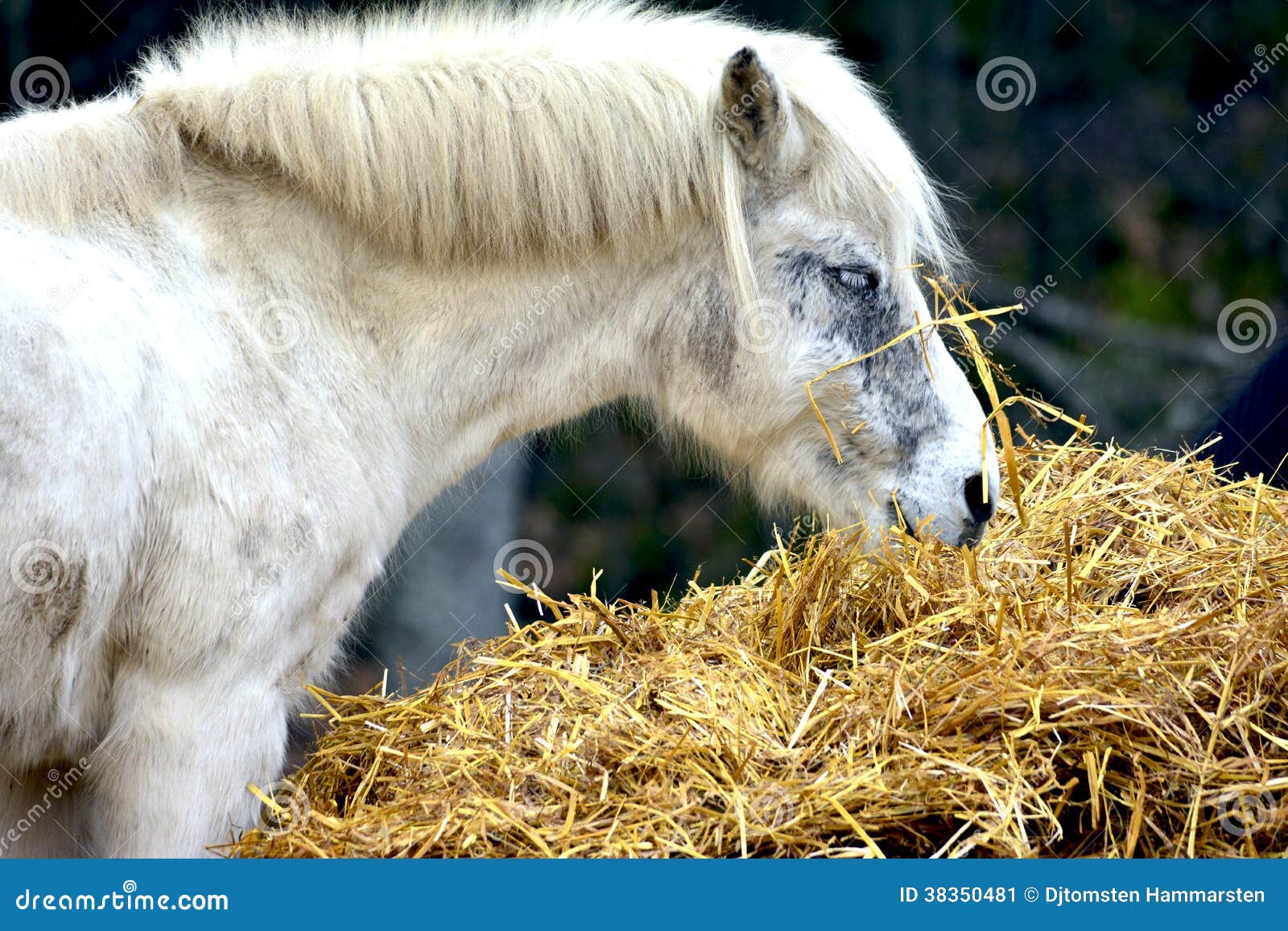 Horses eating stock image. Image of rural, green, natural 38350481