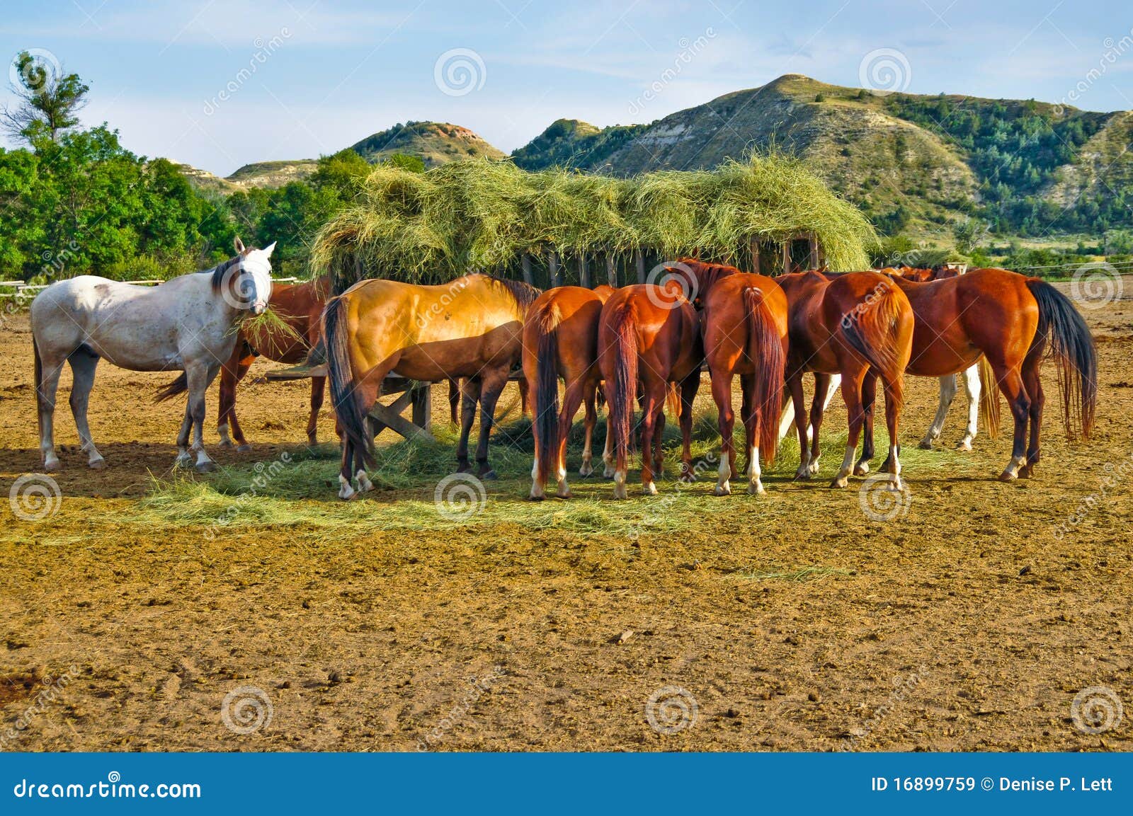 Horses Eating Hay from Feeding Crib in Corral Stock Image Image of